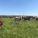 КРС ч/п Голштинизированная крытая Джерси