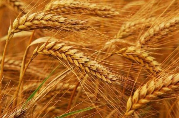 Краткий обзор рынка зерна