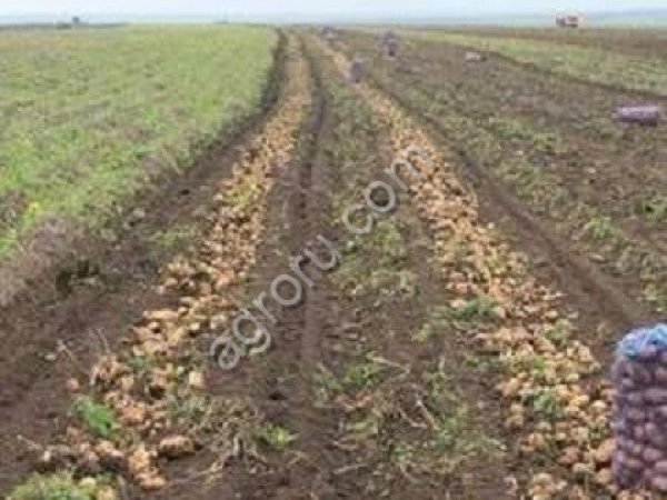 Картофель оптом семенной,чмпсовый, продовольственный