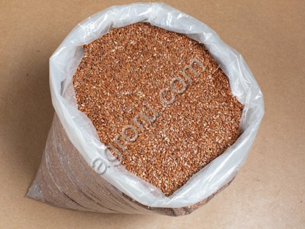 Лен масленичный