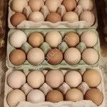 Яйцо куриное домашнее