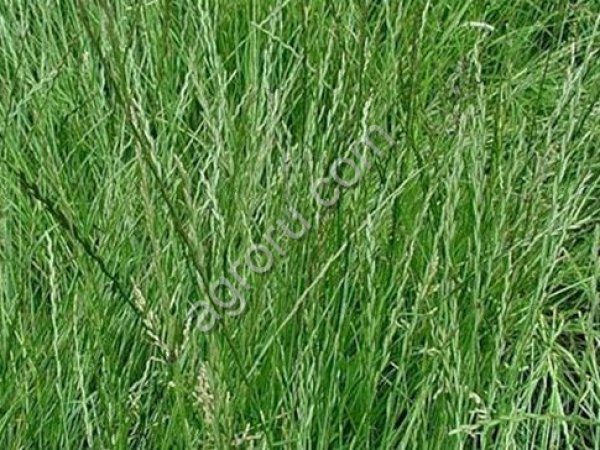 Райграс однолетний Изорский (РС-5)