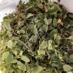 Боровая матка (ортилия однобокая)