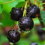 САЖЕНЦЫ - Смородина