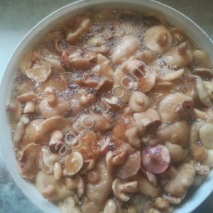 Маслята соленые