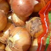 Лук Манас