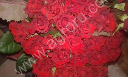 Розы мелким оптом и в розницу