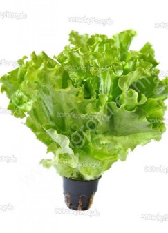 Салат Афицион