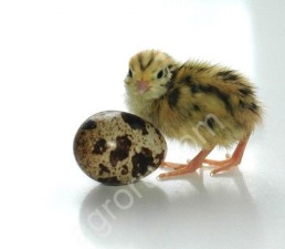 Инкубационные яйца перепелов