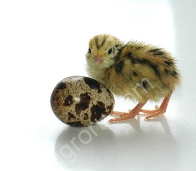 Инкубационные яйца перепелов