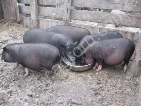 Вьетнамские свиньи