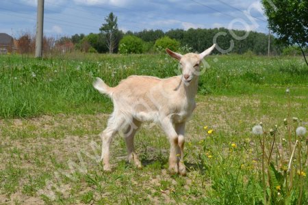 Козлики Зааненские с Немецкой Пестрой