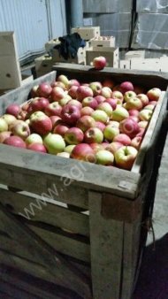 яблоки урожай 2016 оптом
