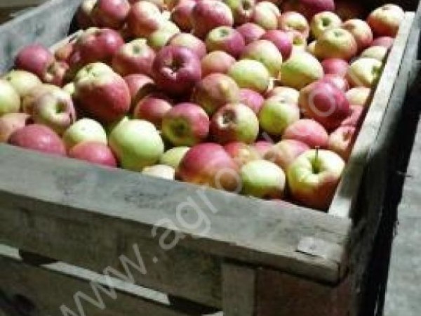 яблоки урожай 2016 оптом