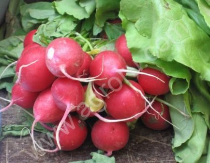 Семена редиса
