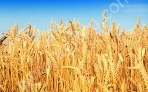 пшеницу 5 класс