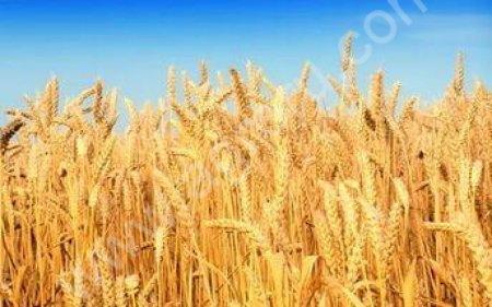 пшеницу 5 класс