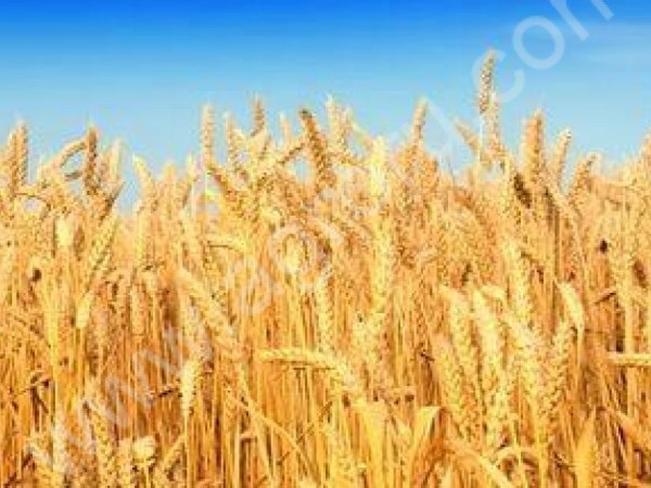 пшеницу 5 класс