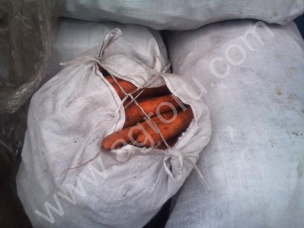 Морковь продовольственная