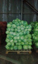 капуста оптом