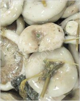 Груздь соленый