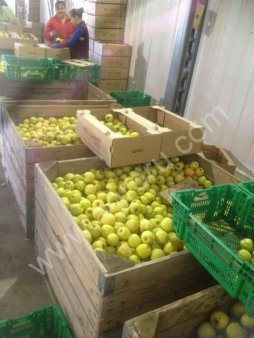 Яблоки оптом от производителя 70+