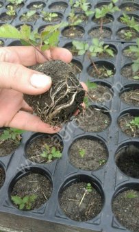 Укорененный черенок бесшипной ежевики