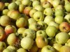 Яблоки ГОЛДЕН