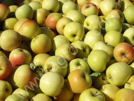 Яблоки ГОЛДЕН