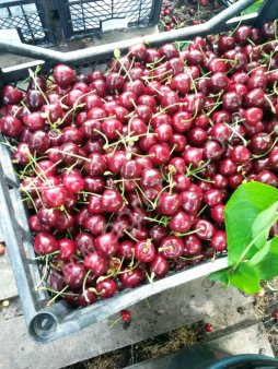 Черешня оптом 8909-417-666-7