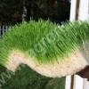 Гидропонный зеленый корм