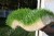 Гидропонный зеленый корм