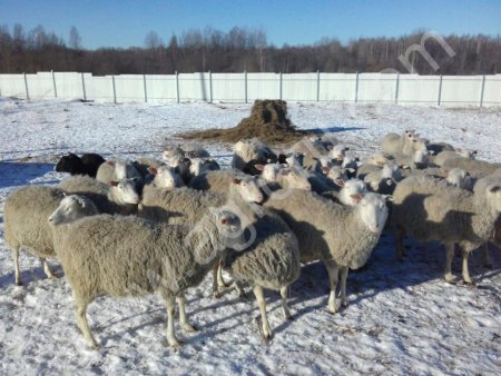 Финский Ландрас Племенные Баранчики