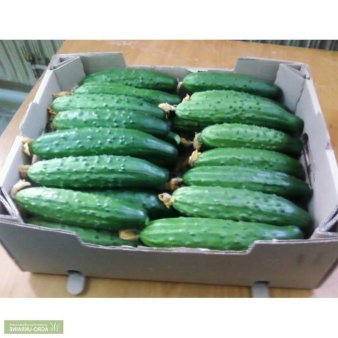 Огурцы оптом