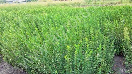 Киильник блестящий