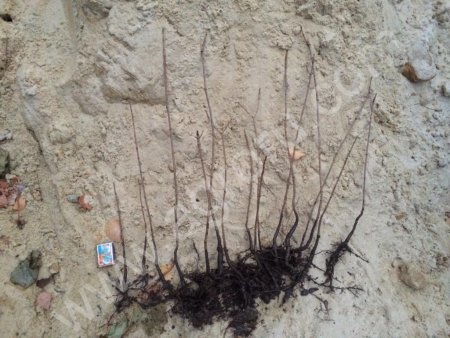 Сеянцы клена остролистного