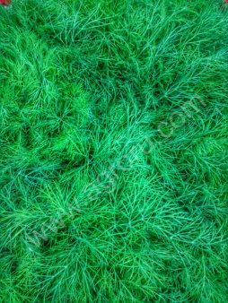 СВЕЖИЙ УКРОП