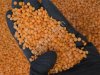 Чечевица красная шлифованная Футбол СТО