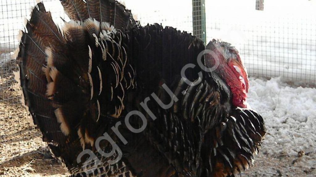 Индюк канадский широкогрудый. Бронза 708 индюки. Индюк хайбрид бронза. Индейка бронзовая широкогрудая bronze -708. Московская бронзовая индейка.