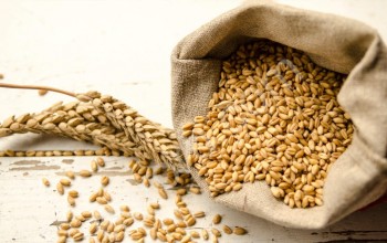 <span>пшеница</span> оптом тонн