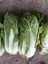 Пекинская капуста (сорт Билко)