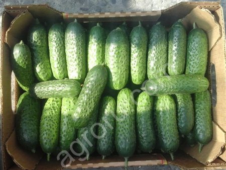 Огурцы короткоплодные сорт: Бьерн, CV-4097