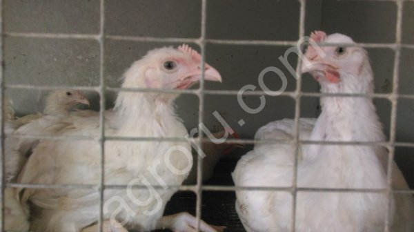 Домашний цыпленок бройлер