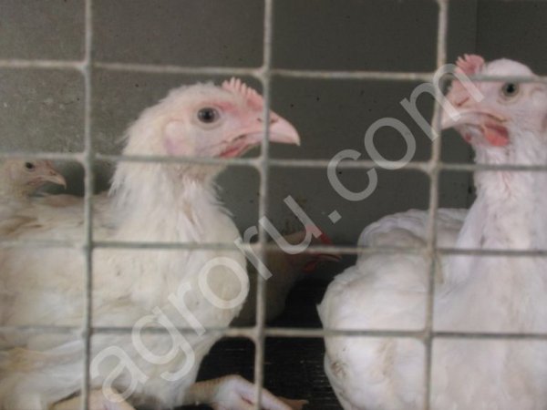 Домашний цыпленок бройлер