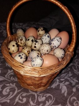 Яйцо перепелиное.