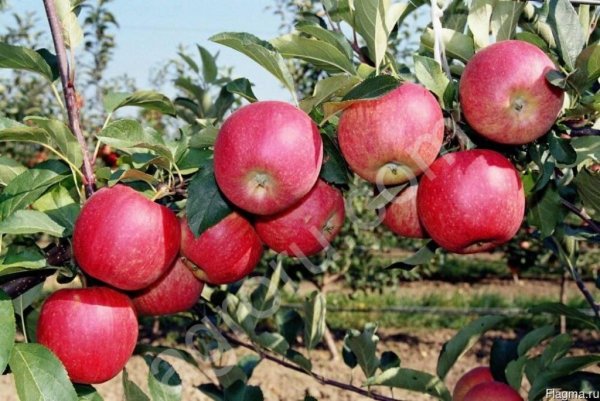 Яблоки из Киргизии