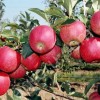 Яблоки из Киргизии