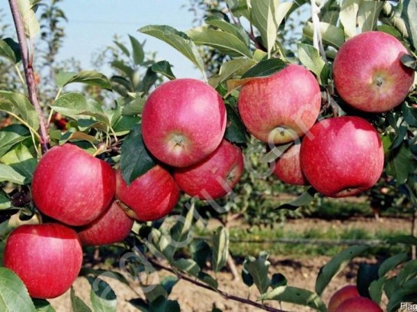 Яблоки из Киргизии