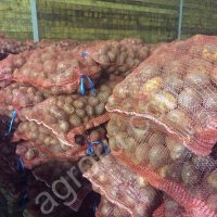 картофель Леди Клер