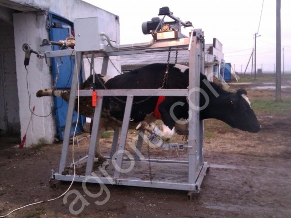 Станок с электроприводом для обработки копыт